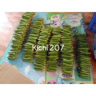 dưa chuột chùm kichi 207