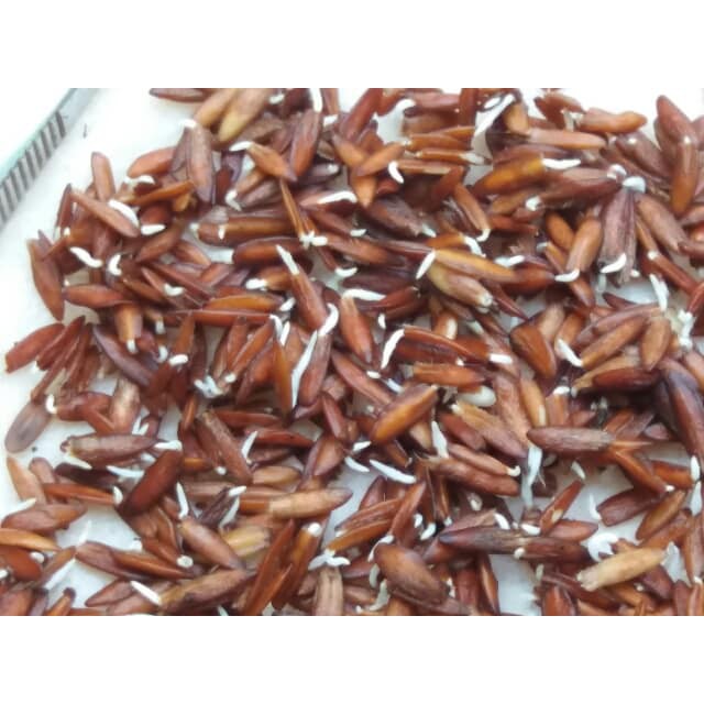 Hạt Giống Cây Lá Giang - 10 hạt /gói