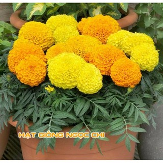 Hạt Giống Hoa Cúc Vạn Thọ Mỹ - 50 Hạt