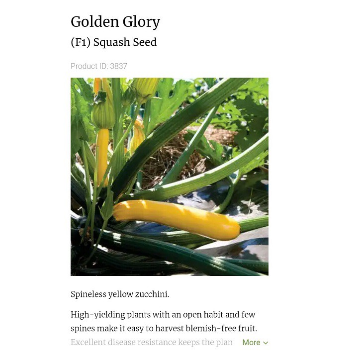 [Hạt giống Mỹ] Gói 5 hạt giống Bí ngồi Mỹ Glory rất ngọt - trồng được mùa hè - tỷ lệ nảy mầm 95%