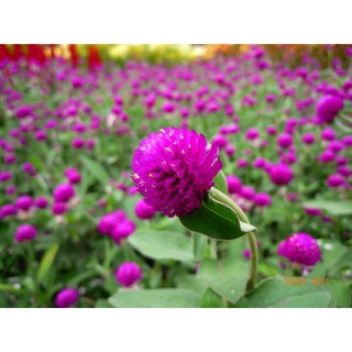 50H - HẠT GIỐNG CÚC NÚT ÁO TÍM