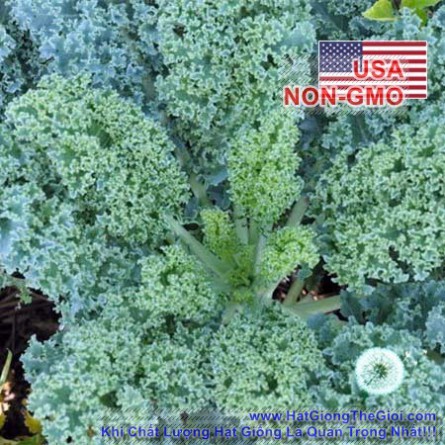 Hạt Giống Cải Xoăn Kale Xoăn Lùn Blue Scotch [Gói 600 Hạt]