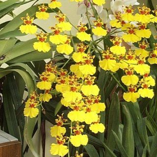 Hoa Lan Vũ Nữ giống