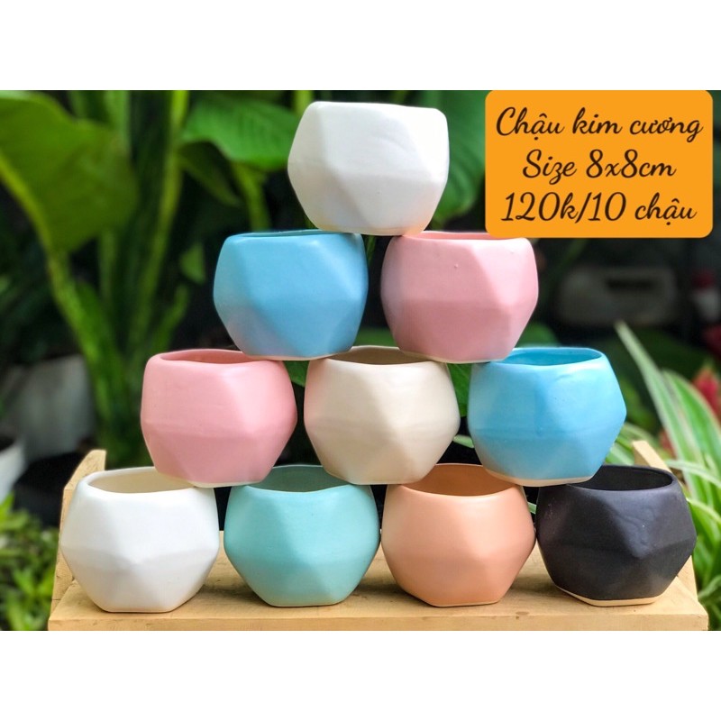 10 CHẬU SỨ CAO CẤP 120k