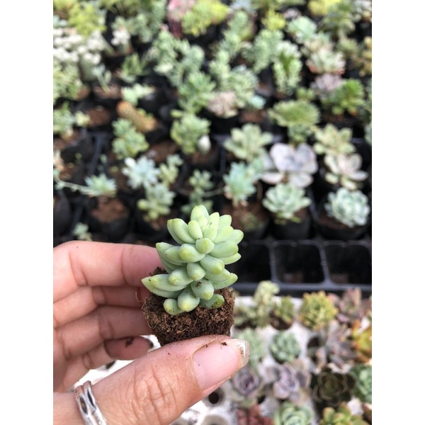 Sen đá mini 🌸🌸