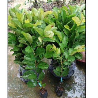 Cây giống ổi ruby ( cây cao 50cm )