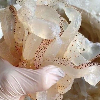 Sứa biển 1KG - sứa làm gỏi - bún sứa - giải nhiệt mùa hè ( BẢO QUẢN BẰNG NƯỚC MUỐI NÊN GỬI ĐI XA ĐƯỢC ) #4