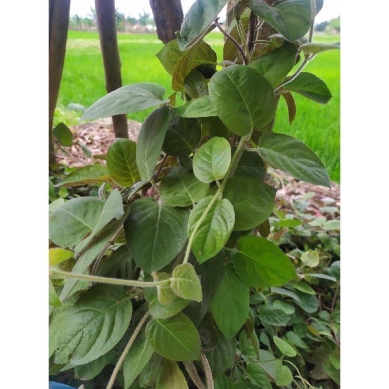 Cây giống lá mơ lông tím cây dễ sống ship nam Bắc đều được