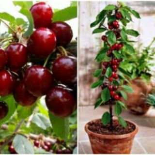 Cây chery anh đào giống