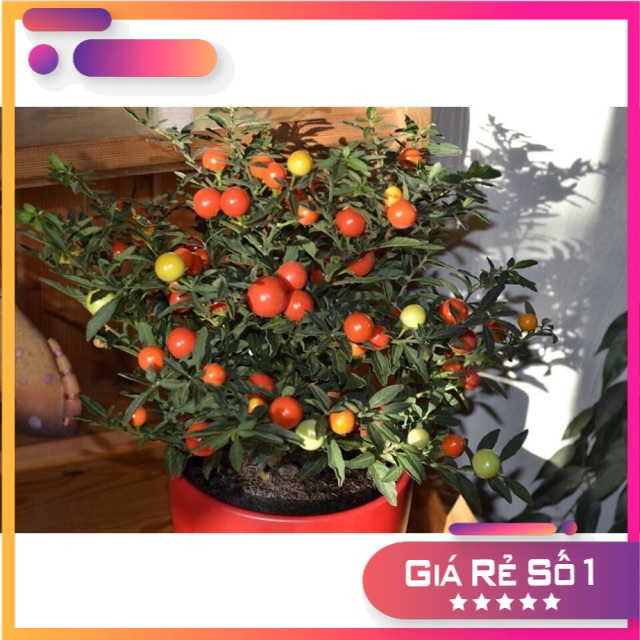 Hạt giống ớt cherry tròn ngũ sắc