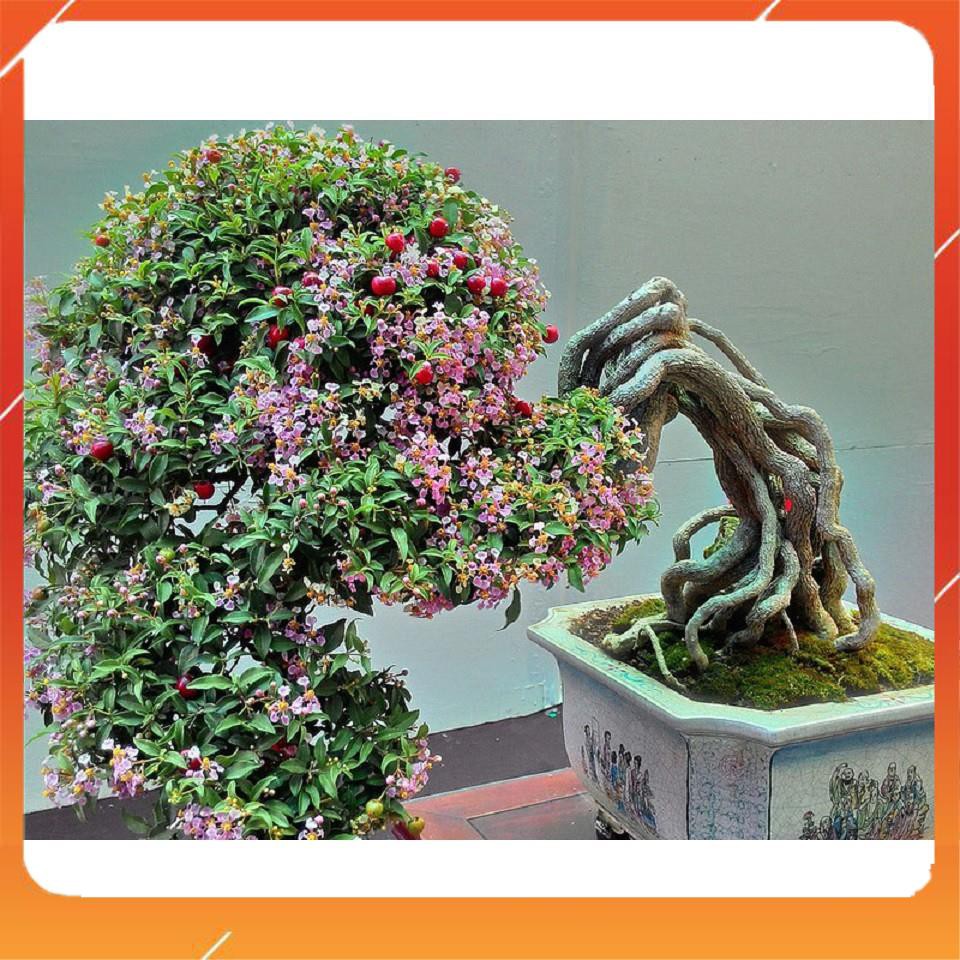 [BÁN CHẠY] CHẬU CÂY Hồng ngọc mai bonsai , CHẬU CÂY LỚN ĐẸP, GIÁ RẺ