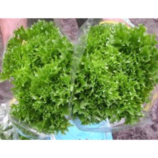 Hạt giống xà lách Crispy Leaf Mỹ