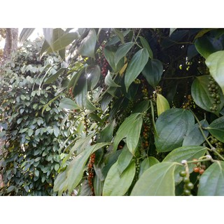 Hạt tiêu đen - 500 gram
