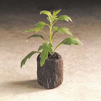 Combo 20 viên nén ươm mầm sơ dừa loại dày ươm hạt giống cây hoa rau củ quả chất lượng tốt