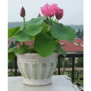 Hạt giống Sen Nhật Mini (Hàng Chọn Tốt) - (Tự Chọn Màu) - Bao nảy mầm (Quy cách 1 hạt)
