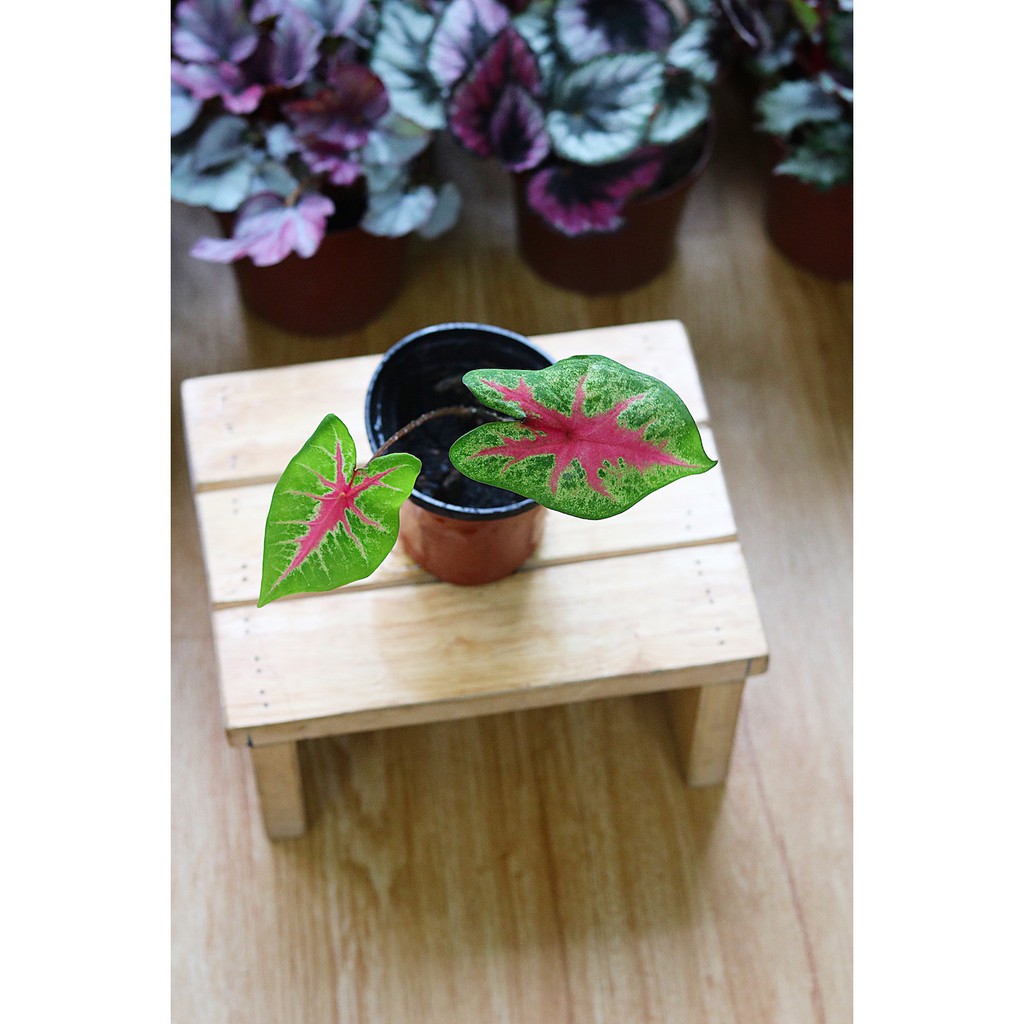 Chậu cây Caladium Biocolor - Môn 2 màu (Môn Biocolor)