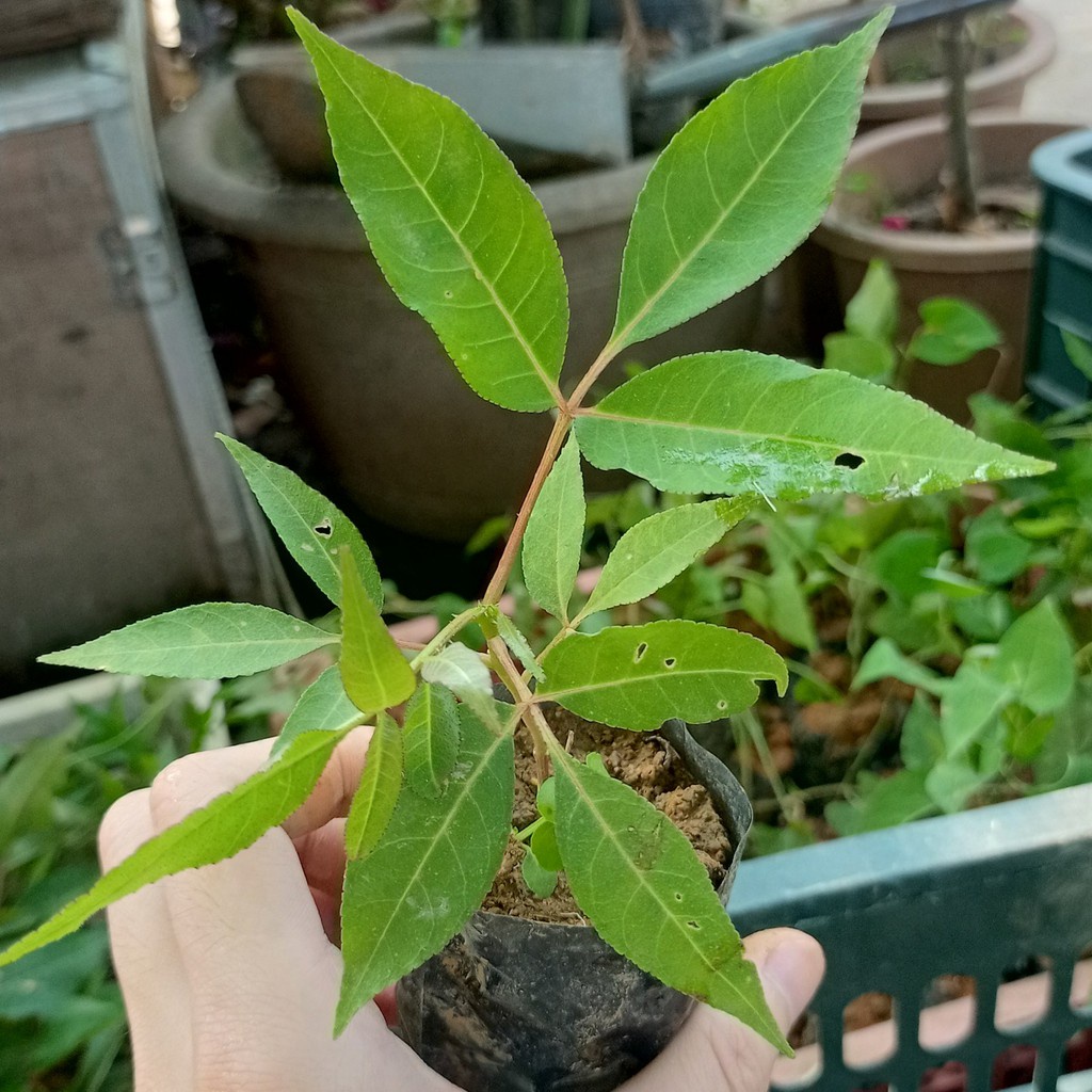 Bầu giống cây mắc khén uy tín tại Hà Nội 🌱 🌳Mua 3 tặng 1 cây bất kì🌳