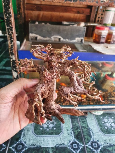 CÂY LỦA BONSAI KHÔ CÓ TÁN 16x8x16cm