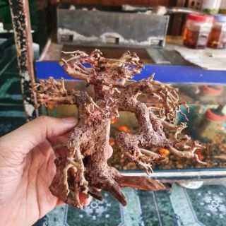 CÂY LỦA BONSAI KHÔ CÓ TÁN 16x8x16cm