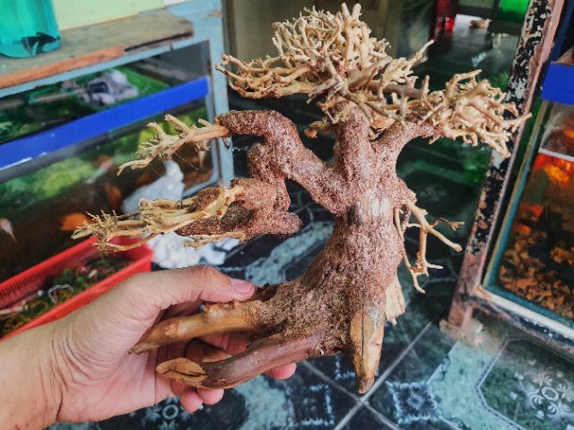 CÂY BONSAI CÓ TÁN TRANG TRÍ HỒ CÁ THỦY SINH NON BỘ 20x10x10cm