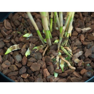 Vỏ Thông Newzita Giá Thể Trồng Lan (Đã Qua Xử Lý) 500gr VT500