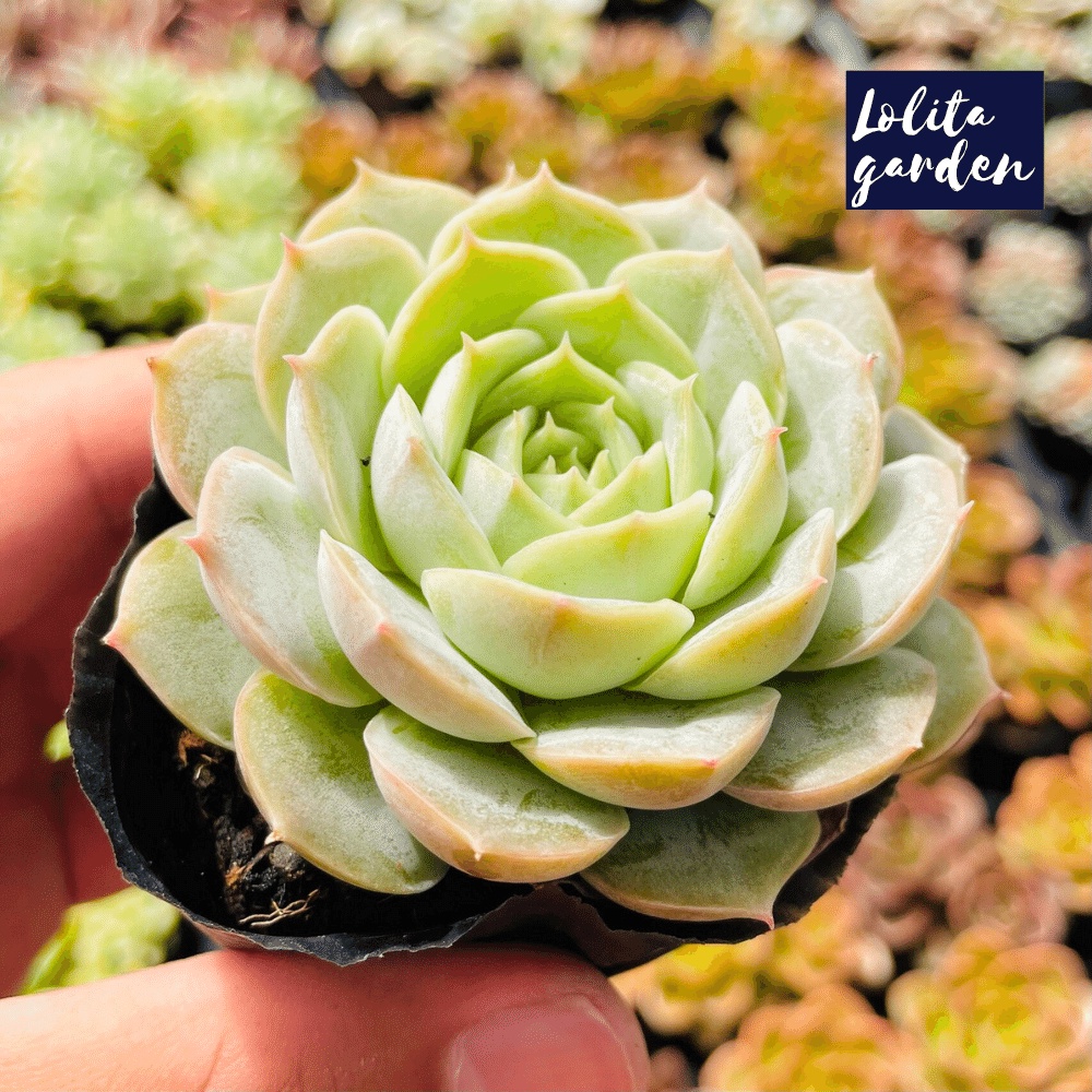 Sen đá ngọc bích Đà Lạt size bé cây cảnh trang trí nhà cửa Lolita garden