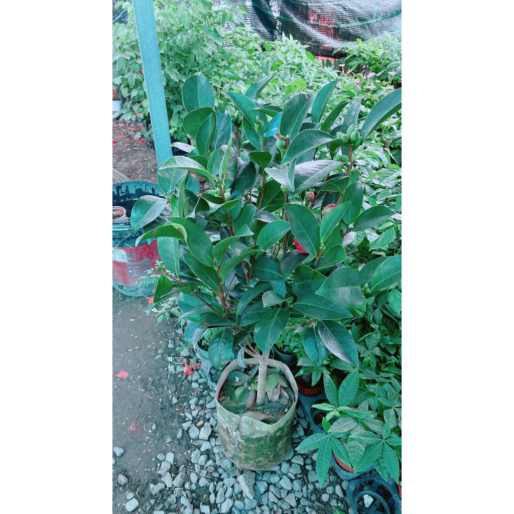 Cây Hoa Trà My hàng đẹp