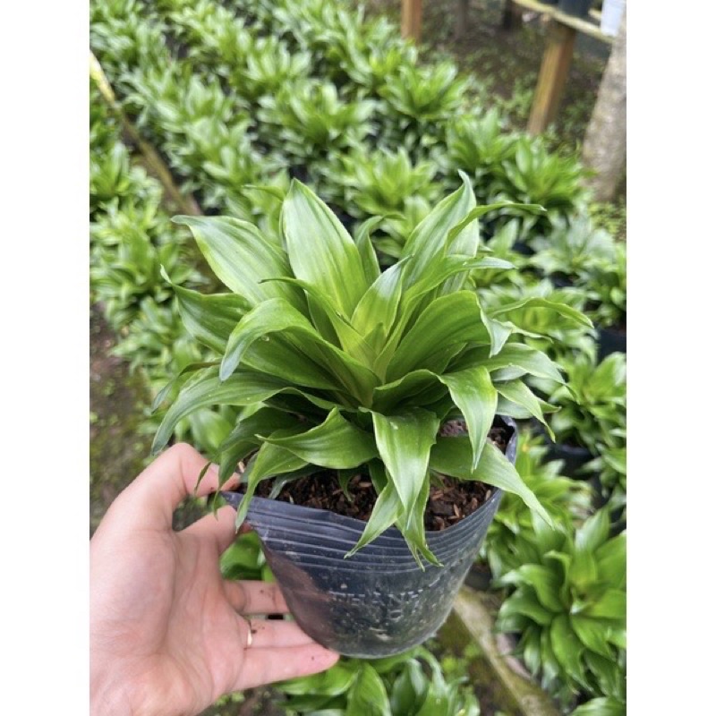 Cây phát tài Nhật