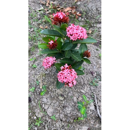 Mẫu đơn tím sen Vĩnh châu hoa thơm 35-60cm đã có hoa