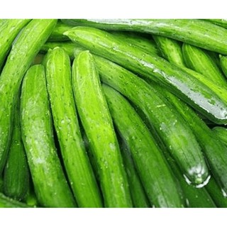 Hạt giống DƯA CHUỘT SHIRAZ F1