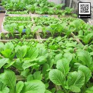 Gói 100 hạt giống cải ngọt