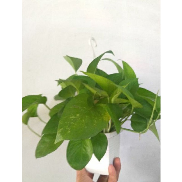 Trầu bà treo tường