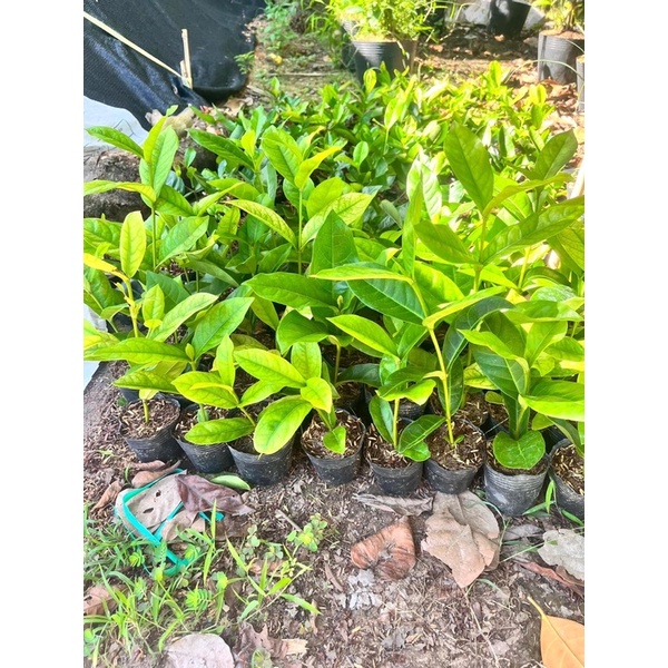 Bông Trang Vàng Sọc