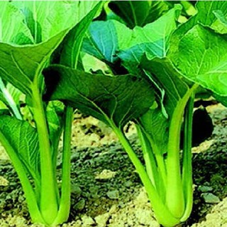 HẠT GIỐNG RAU CẢI NGỌT CỌNG XANH