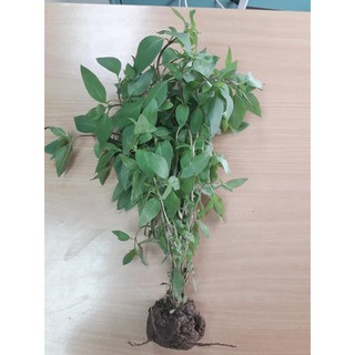 Cây kinh giới giống (bó 10 cây)