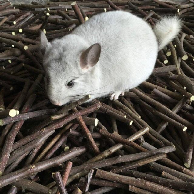 Cành táo, mài răng hamster, sóc, thỏ, bọ...