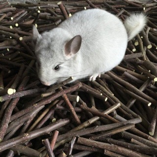 Cành táo, mài răng hamster, sóc, thỏ, bọ...
