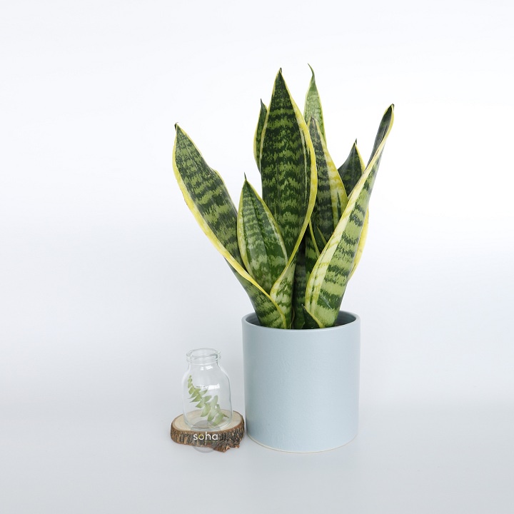 Cây Lưỡi Hổ 3 Thân Để Bàn Chậu Nhựa - Cây nội thất