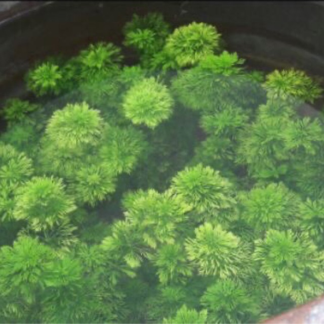 Tiểu bảo tháp thuỷ sinh - 5 nhánh tiểu bảo tháp thuỷ sinh