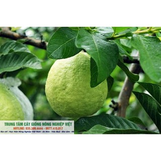 Cây Giống Ổi Nữ Hoàng Mới Lạ