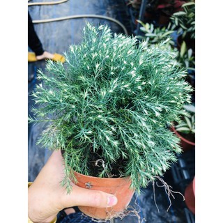 chậu cây tùng bồng lai