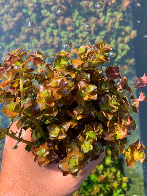 cây thuỷ sinh Rotala Pearl - vảy ốc ngọc trai - 30k/20 ngọn