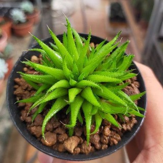 Haworthia Chloracantha var Denticulifera