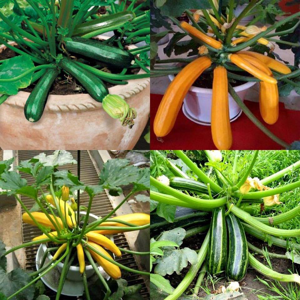 HẠT GIỐNG BÍ NGỒI MIX MÀU