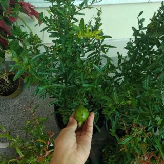 Cây 🌲 Lựu trắng.... đang hoa