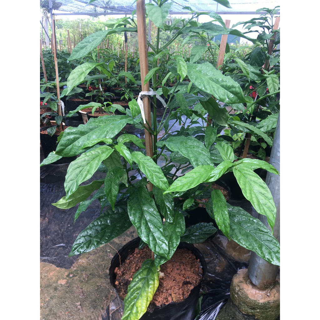 Cây dạ ngọc minh châu cao khoảng 60 cm nhiều cành nhánh