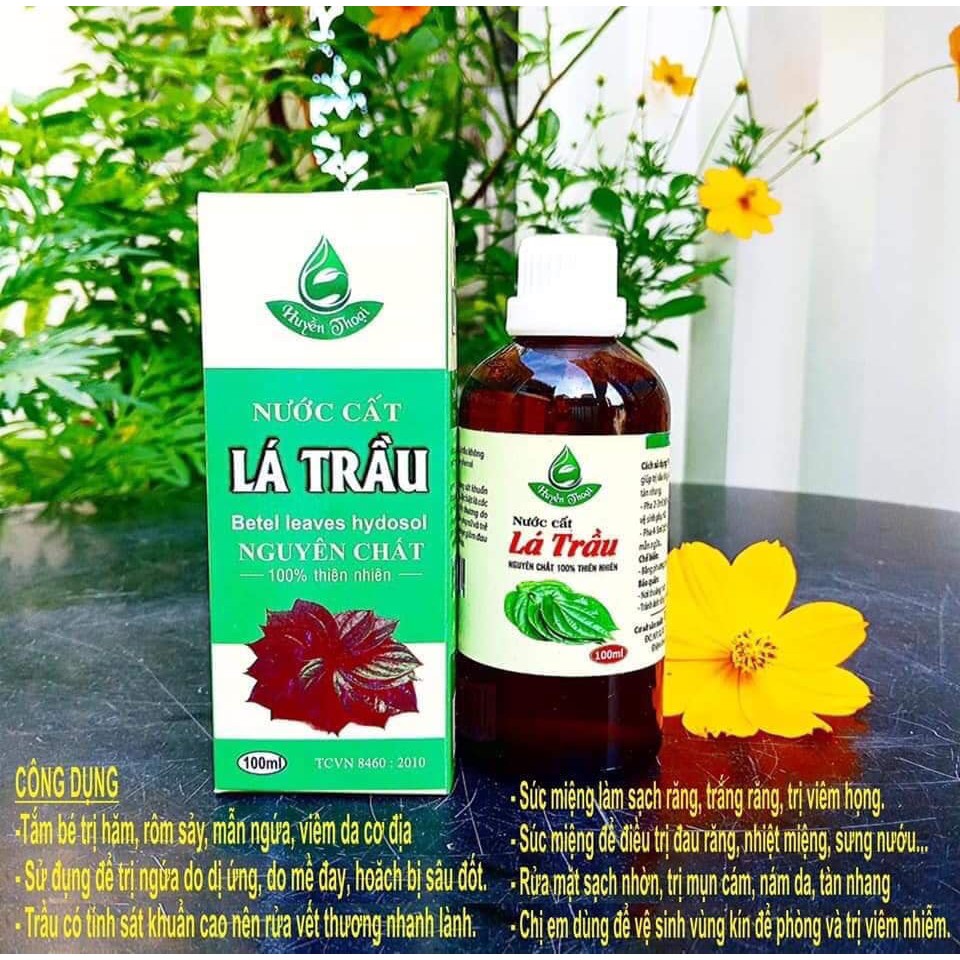 NƯớc cất lá trầu không chcd