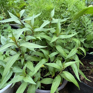 #Hạt_Giống_Rau_Răm ( Mua 3 gói tặng 1 gói )