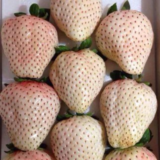 Cây dâu tây bạch tuyết giống