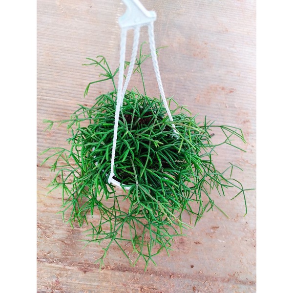 Chậu cứng Rhipsalis baccifera - xương rồng liễu rũ